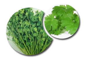 cilantro premier horticultura