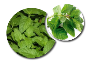 menta premier horticultura